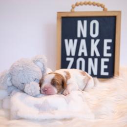 Cavalier King Charles Spaniel Puppies from CURTIS CAVALIERS