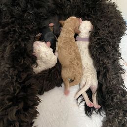 Bernedoodle puppies from Beach Bernedoodles