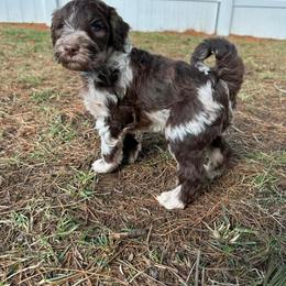 Labradoodle Puppies from Raising Doodles