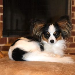 Mom - Papillon