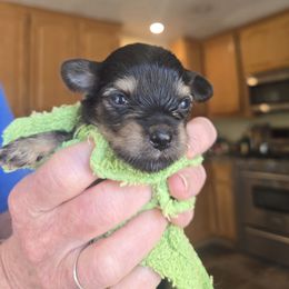 Cindy - Black and tan female Yorkipoo puppy in San Diego, California from TheSocialk9