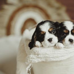 Cavalier King Charles Spaniel and Cavapoo Puppies from The Cav Family