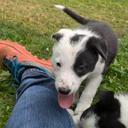 Annie - Border Collie puppy from Thundering Paws Farm