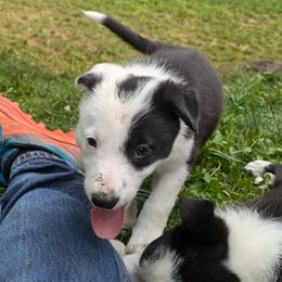 Annie - Border Collie puppy from Thundering Paws Farm