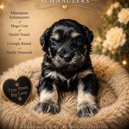Ross - Black male Miniature Schnauzer puppy in Miami, Florida from Chiquiticos Shnauzers