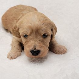 Goldendoodle Puppies from Lake Village Doodles