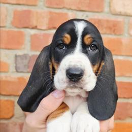 Princess - Black brown and white female Basset Hound puppy in Bellaire, Ohio from Blessed Bassets