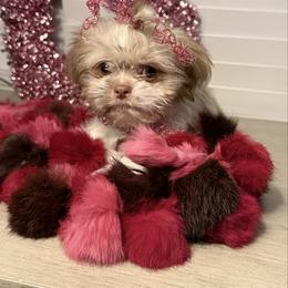 Honey - Gold and white female Shih Tzu puppy in Taylorsville, North Carolina from Feather & Tail Acres