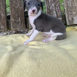 Daisy - White and blue female Italian Greyhound puppy in West Plains, Missouri from Sycamore Ridge Puppies