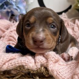 Hershey - Chocolate and tan male Dachshund puppy in Fayetteville, West Virginia from Loop Creek Dachshunds