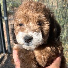 Sawatch, 5 weeks old - Wheaten female Whoodle puppy in Crawford, Colorado from Saddle Mountain Doodles