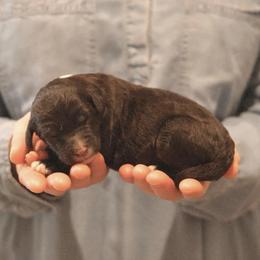 Flurry - Black and white female Sheepadoodle puppy in Cleveland, Tennessee from Narrow Path Old English & Sheepadoodles