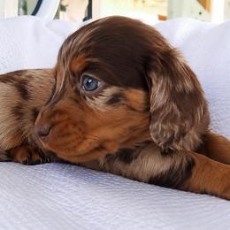 Zana - Dapple female Dachshund puppy in Moreno Valley, California from rdachshunds