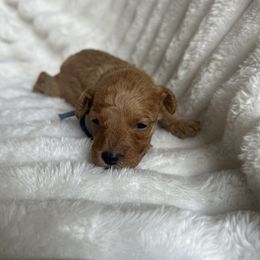 AKC Blue Collar - Red  male Poodle puppy in Powder Springs, Georgia from West Cobb Dogs