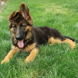 German Shepherd Puppies from Crystal Squires' German Shepherds