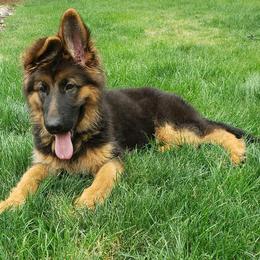 German Shepherd Puppies from Crystal Squires' German Shepherds