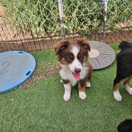 Dusk - Red tri male Toy Australian Shepherd puppy in Snowflake, Arizona from Halfpint Aussies
