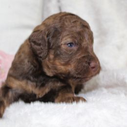 Bernedoodle and Goldendoodle Puppies from Paramount Family Doodles