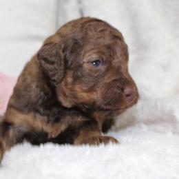 Bernedoodle and Goldendoodle Puppies from Paramount Family Doodles