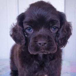 Cocker Spaniel Puppies from Top Notch Sporting Dogs