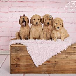 Goldendoodle Puppies from Lavender Field Doodles