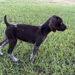 Pearl - Liver roan female German Shorthaired Pointer puppy in Georgia from CMC Farms