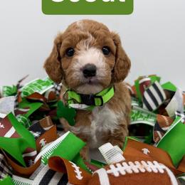 Scout- Green Collar - Apricot male Goldendoodle puppy in Cape Coral, Florida from Nay Nays Mini Doodles