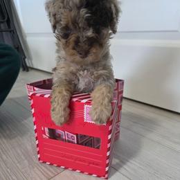 Nova - Red merle female Aussiedoodle puppy in Loveland, Colorado from A&L Ranch Aussiedoodles