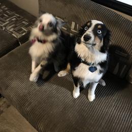 Toy Australian Shepherd All Grown Up from The Ranch of the Sun Toy Aussies