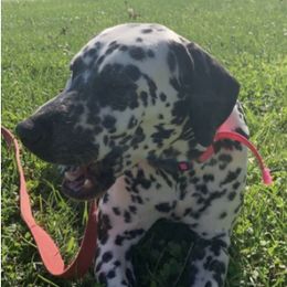 Dalmatians from Lots of Spots