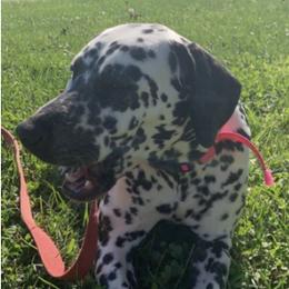 Dalmatians from Lots of Spots