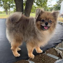 Snickers - Chocolate merle male Pomeranian puppy in Moody, Texas from Luxury Pets of Central Texas