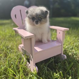 Dahlia - Blue merle female Pomeranian puppy in Fredericksburg, Virginia from Designer Dog Society