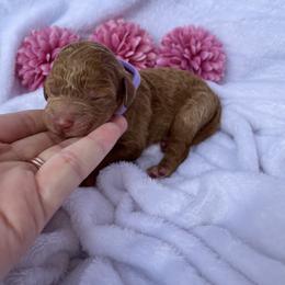 Bernedoodle and Labradoodle Puppies from Royal Doodles