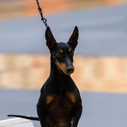 Manchester Terriers from Sunkissed Manchesters