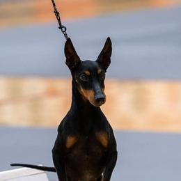 Manchester Terriers from Sunkissed Manchesters