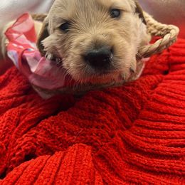 Golden Retriever Puppies from Great Lakes Golden Retreivers