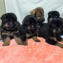 Felix - Black and tan male German Shepherd puppy in Stanardsville, Virginia from Majestic K9 LLC