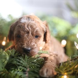 Summit - Apricot male Goldendoodle puppy in Stevens, Pennsylvania from Pebble Paws Lane