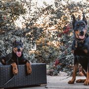Beauceron Puppies from Royale Beaucerons