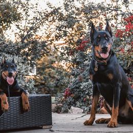 Beauceron Puppies from Royale Beaucerons