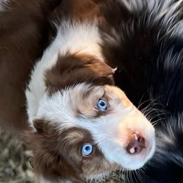 Marcy - Red merle female Australian Shepherd puppy in Lebanon, Oregon from Mount Hope Aussies