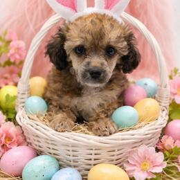Lixira's Erica Rose - Sable female Poodle puppy in Sumter, South Carolina from Lixira Poodles LLC