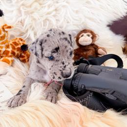 Jester - Merle female Great Dane puppy in Climax, Michigan from Beaver Creek Danes