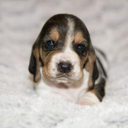 Annie - Black brown and white female Basset Hound puppy in Middle Ga 1.5 Hrs From Atlanta, Georgia from Mountain Ridge Basset Hounds