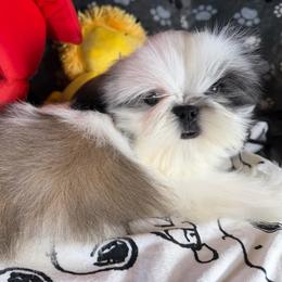Gold and white Boy - Gold and white male Shih Tzu puppy in Strafford, Missouri from Intuition Shih Tzu