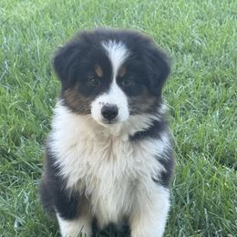 Girl 4 - Black tri-color female Australian Shepherd puppy in Lancaster, California from Leyline Australian Shepherds