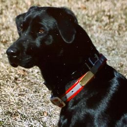 Genesis - Labrador Retriever