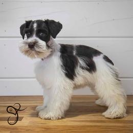 Isaac - Parti male Miniature Schnauzer puppy in Diamond Valley, Utah from JoJo's Schnauzers