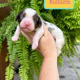 Blossom - Merle female Cavapoo puppy in Midland, Michigan from Northern Charm Farm